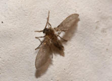 Psychoda grisescens / Abortfliege / Psychodidae - Schmetterlingsmücken
