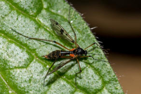 Ptychoptera contaminata / Gefleckte Faltenmcke / Faltenmcken - Ptychopteridae / Ordnung: Zweiflgler - Diptera / Mckenartige - Nematocera