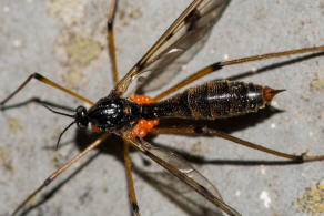 Ptychoptera contaminata / Gefleckte Faltenmcke / Faltenmcken - Ptychopteridae / Ordnung: Zweiflgler - Diptera / Mckenartige - Nematocera