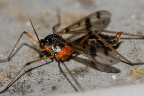 Ptychoptera contaminata / Gefleckte Faltenmcke / Faltenmcken - Ptychopteridae / Ordnung: Zweiflgler - Diptera / Mckenartige - Nematocera