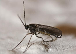 Sciaridae spec. / Trauermücken / Ordnung: Zweiflügler - Diptera - Nematocera - Mücken