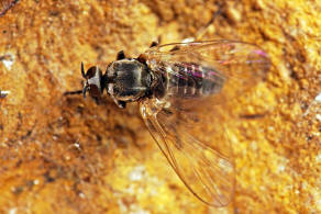 Simulium spec. / "Kriebelmücke" / Kriebelmücken - Simuliidae