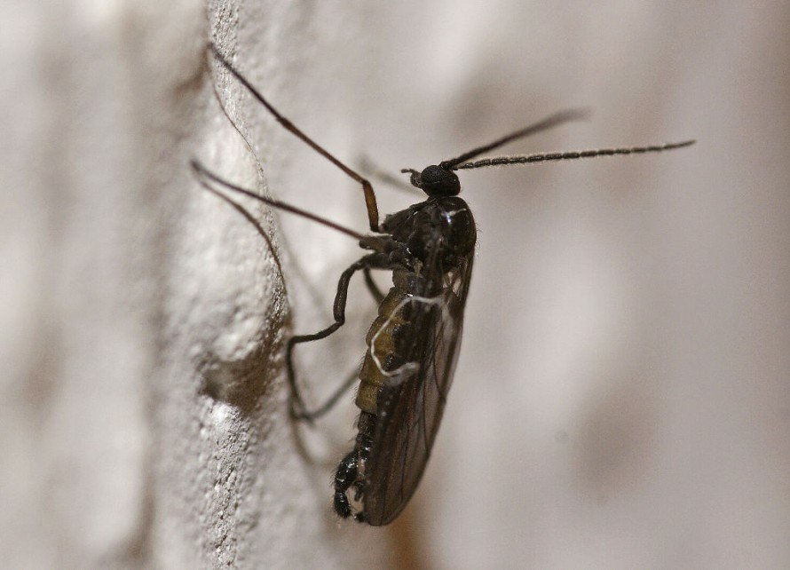 Sciaridae spec. / Trauermücken / Ordnung: Zweiflügler - Diptera - Nematocera - Mücken