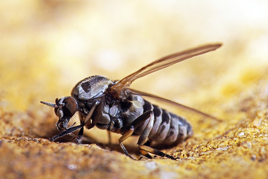 Simulium spec. / "Kriebelmücke" / Kriebelmücken - Simuliidae