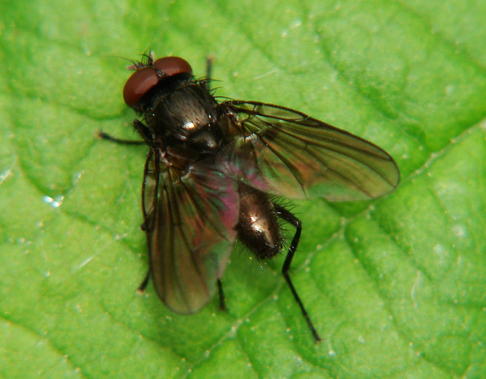 Hebecnema vespertina / Ohne deutschen Namen / Echte Fliegen - Muscidae / Ordnung: Zweiflügler - Diptera