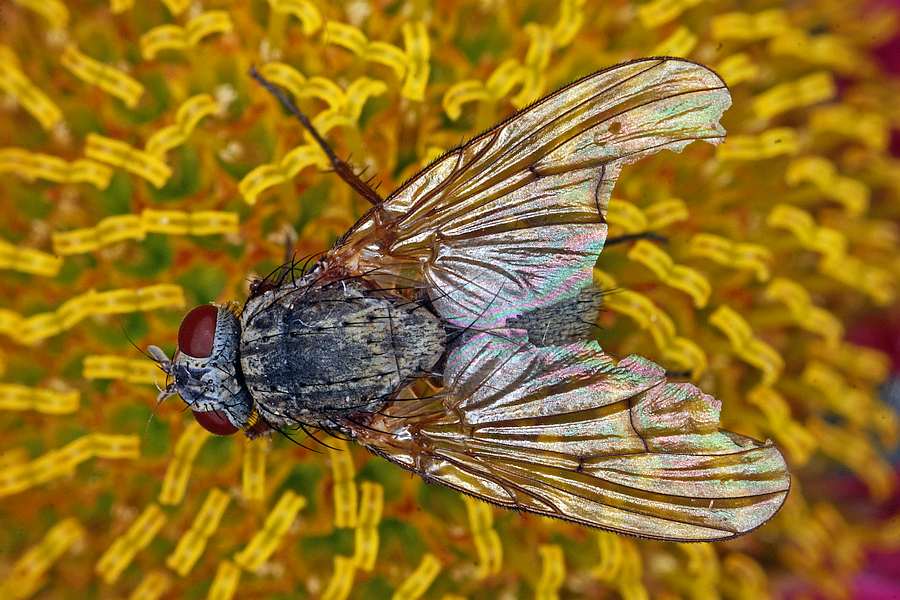 Helina lasiophthalma / Ohne deutschen Namen / Echte Fliegen - Muscidae / Brachycera - Fliegen / Ordnung: Diptera - Zweiflügler