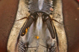 Graphomya maculata / Gefleckte Hausfliege / Echte Fliegen - Muscidae / Ordnung: Zweiflügler - Diptera / Fliegen - Brachycera