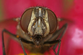 Graphomya maculata / Gefleckte Hausfliege / Echte Fliegen - Muscidae / Ordnung: Zweiflügler - Diptera / Fliegen - Brachycera