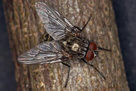 Helina evecta / Ohne deutschen Namen / Echte Fliegen - Muscidae / Brachycera - Fliegen / Ordnung: Diptera - Zweiflügler