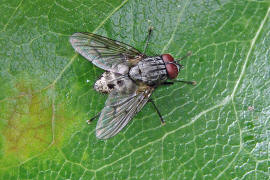 Helina evecta / Ohne deutschen Namen / Echte Fliegen - Muscidae / Brachycera - Fliegen / Ordnung: Diptera - Zweiflügler