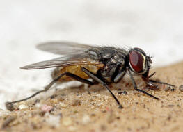 Musca domestica / Große Stubenfliege / Echte Fliegen - Muscidae / Brachycera - Fliegen / Ordnung: Diptera - Zweiflügler