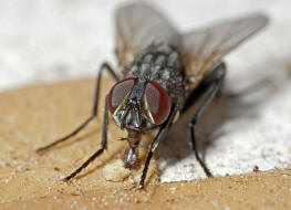 Musca domestica / Große Stubenfliege / Echte Fliegen - Muscidae / Brachycera - Fliegen / Ordnung: Diptera - Zweiflügler