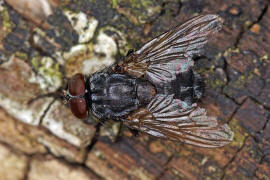 Muscina prolapsa / Kein deutscher Name bekannt / Echte Fliegen - Muscidae (Diptera)