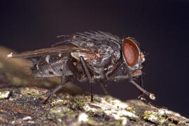 Muscina prolapsa / Kein deutscher Name bekannt / Echte Fliegen - Muscidae (Diptera)