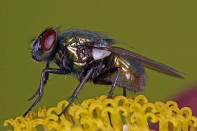 Neomyia cornicina / Kein deutscher Name / Echte Fliegen - Muscidae / Ordnung: Zweiflügler - Diptera / Fliegen - Brachycera