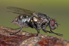 Phaonia trimaculata / Ohne deutschen Namen / Echte Fliegen - Muscidae - Phaoniinae / Ordnung: Zweiflügler - Diptera