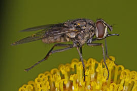 Stomoxys calcitrans / Wadenstecher / Gemeine Stechfliege / Stable fly / Echte Fliegen - Muscidae / Brachycera - Fliegen / Ordnung: Diptera - Zweiflügler