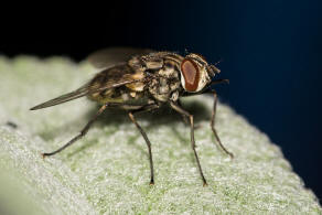 Stomoxys calcitrans / Wadenstecher / Gemeine Stechfliege / Stable fly / Echte Fliegen - Muscidae / Brachycera - Fliegen / Ordnung: Diptera - Zweiflgler