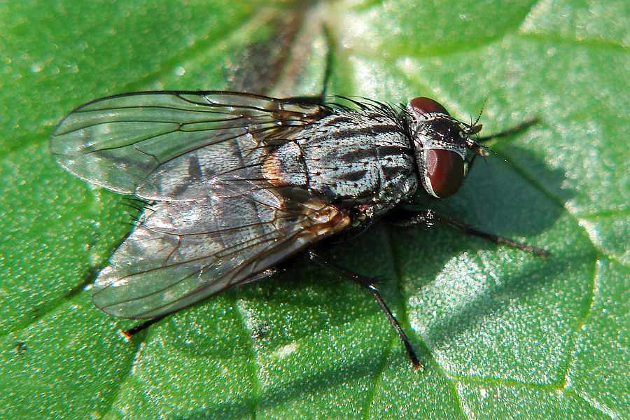 Muscina levida / Ohne deutschen Namen / Echte Fliegen - Muscidae