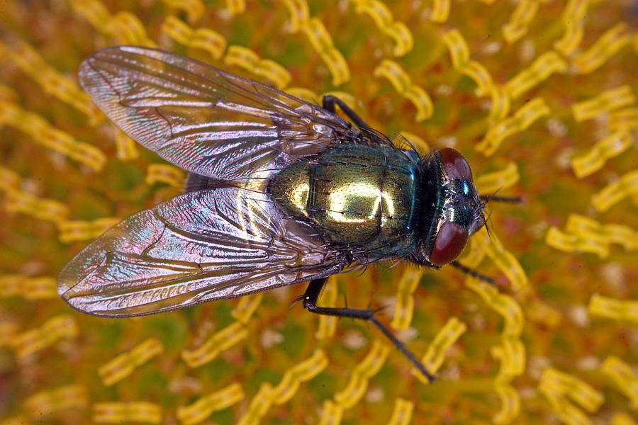Neomyia cornicina / Kein deutscher Name / Echte Fliegen - Muscidae / Ordnung: Zweiflügler - Diptera / Fliegen - Brachycera