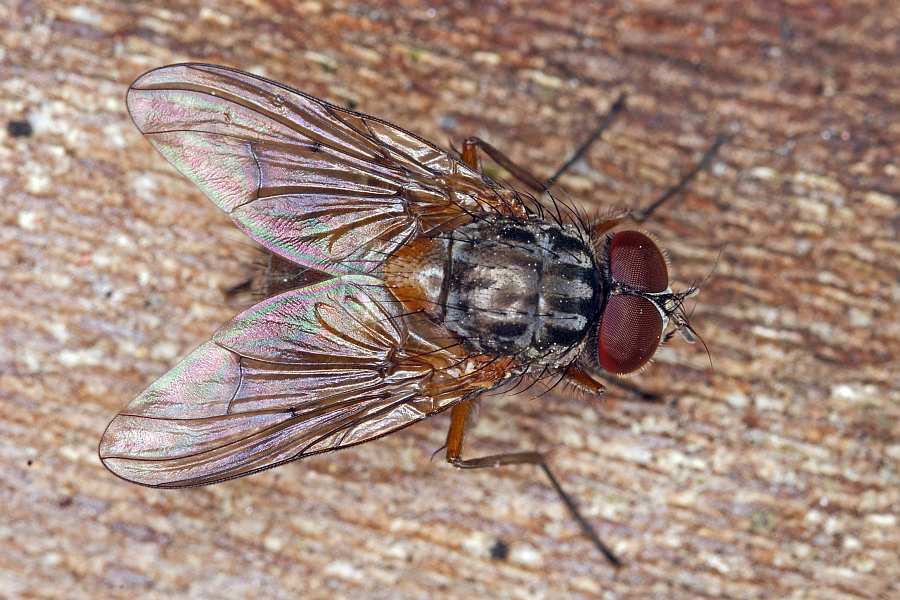 Phaonia subventa / Ohne deutschen Namen / Echte Fliegen - Muscidae / Ordnung: Zweiflügler - Diptera