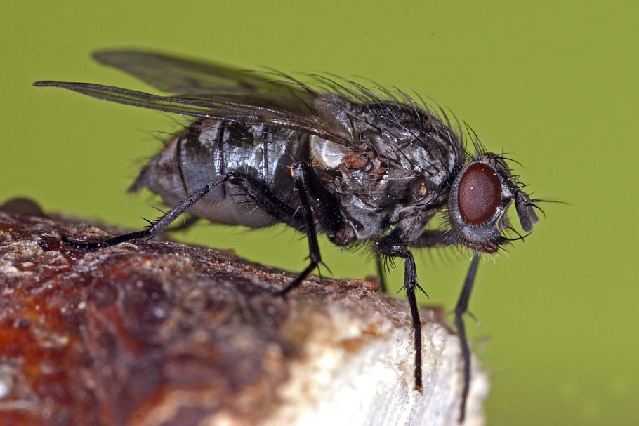 Phaonia trimaculata / Ohne deutschen Namen / Echte Fliegen - Muscidae - Phaoniinae / Ordnung: Zweiflügler - Diptera