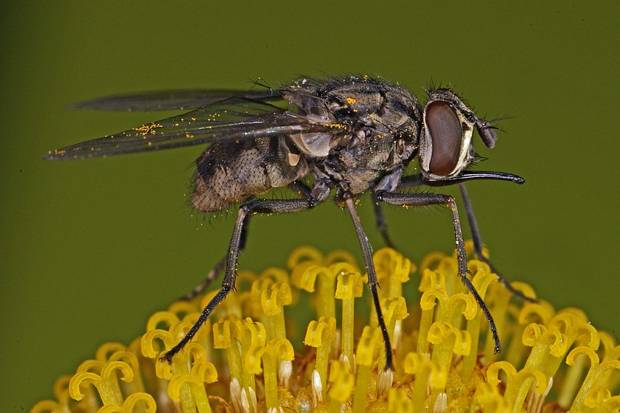 Stomoxys calcitrans / Wadenstecher / Gemeine Stechfliege / Stable fly / Echte Fliegen - Muscidae / Brachycera - Fliegen / Ordnung: Diptera - Zweiflügler