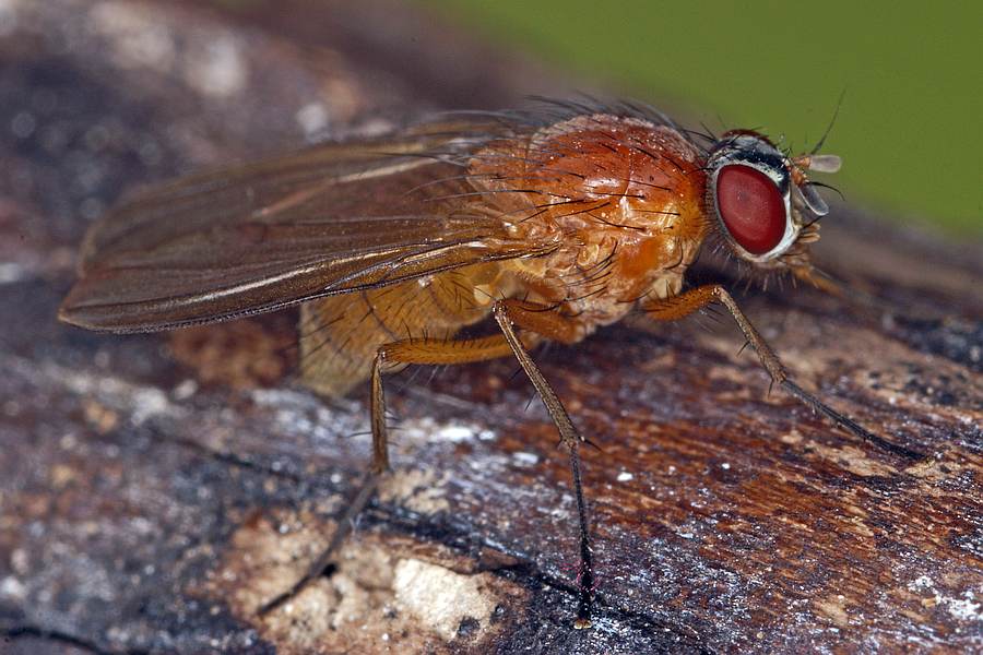Thricops diaphanus / Ohne deutschen Namen / Echte Fliegen - Muscidae / Ordnung: Zweiflügler - Diptera / Fliegen - Brachycera