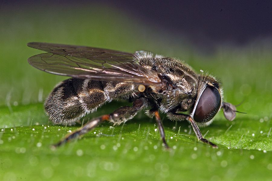 Eumerus strigatus / Zwiebelmondfliege / Schwebfliegen - Syrphidae / Ordnung: Zweiflügler - Diptera / Fliegen - Brachycera
