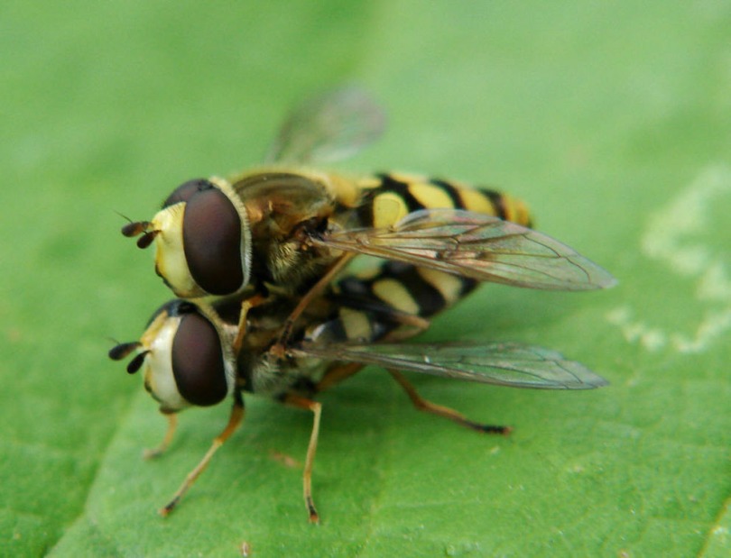 Eupeodes corollae / Gemeine Feld-Schwebfliege / Schwebfliegen - Syrphidae