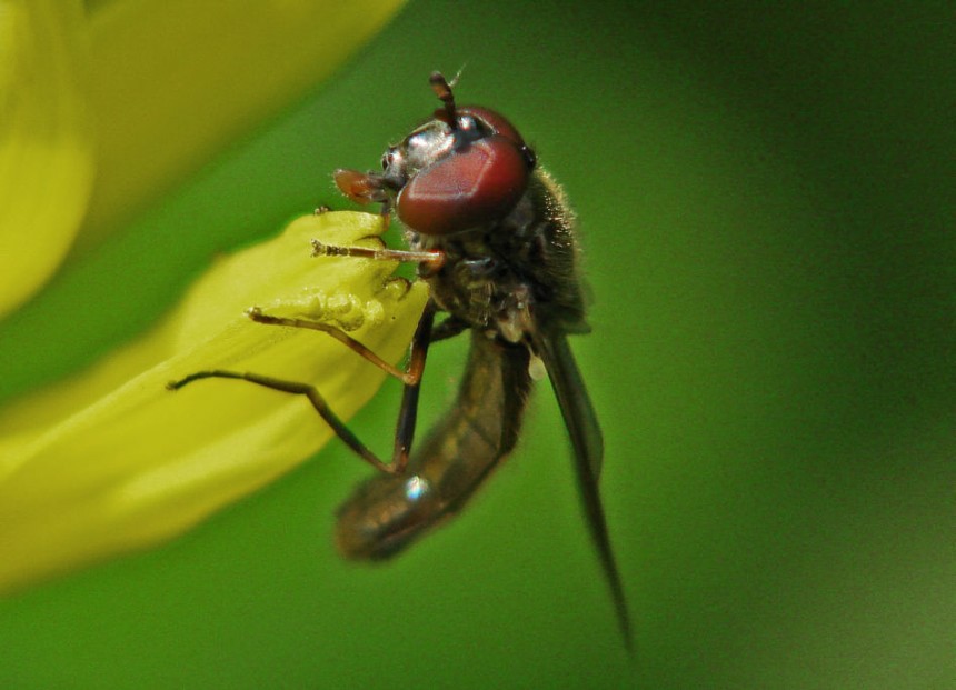 Melanostoma mellinum / Glänzende Schwarzkopf-Schwebfliege / Schwebfliegen - Syrphidae / Ordnung: Zweiflügler - Diptera / Fliegen - Brachycera