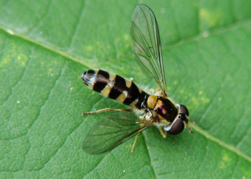 Meligramma trianguliferum (syn. Melangyna triangulifera) / Ohne deutschen Namen / Schwebfliegen - Syrphidae / Ordnung: Zweiflügler - Diptera / Fliegen - Brachycera