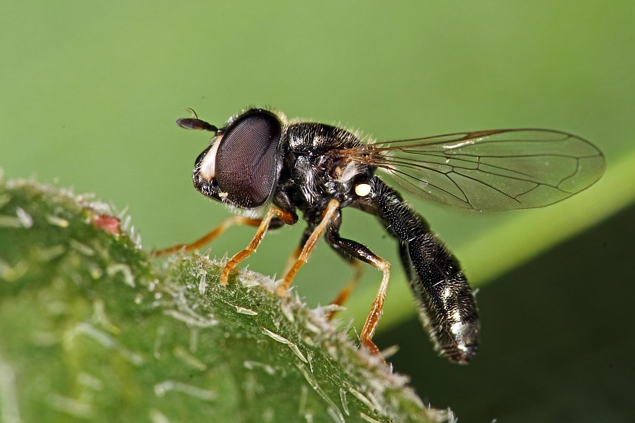 Paragus haemorrhous / Ohne deutschen Namen / Schwebfliegen - Syrphidae / Ordnung: Zweiflügler - Diptera / Fliegen - Brachycera