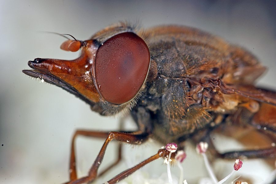 Rhingia campestris / Feld-Schnauzenschwebfliege / Schwebfliegen - Syrphidae