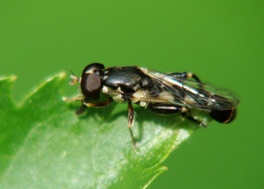 Syritta pipiens / Gemeine Keulenschwebfliege / Familie: Schwebfliegen - Syrphidae / Ordnung: Diptera - Zweiflügler
