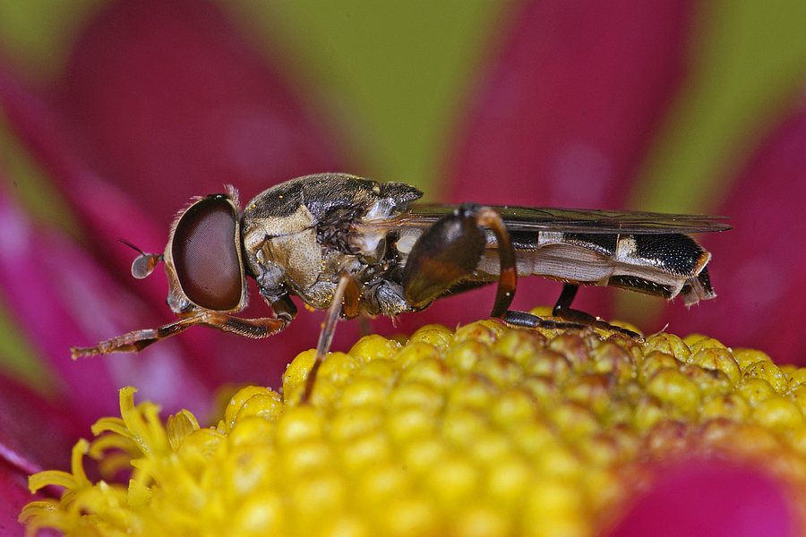 Syritta pipiens / Gemeine Keulenschwebfliege / Kleine Mistbiene / Familie: Schwebfliegen - Syrphidae / Ordnung: Diptera - Zweiflügler
