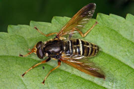 Caliprobola speciosa / Prachtschwebfliege / Goldbandschwebfliege / Schwebfliegen - Syrphidae / Ordnung: Zweiflgler - Diptera / Fliegen - Brachycera