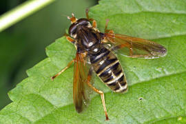 Caliprobola speciosa / Prachtschwebfliege / Goldbandschwebfliege / Schwebfliegen - Syrphidae / Ordnung: Zweiflgler - Diptera / Fliegen - Brachycera
