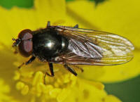 Cheilosia albitarsis / Weissfuß-Erzschwebfliege / Syrphidae - Schwebfliegen