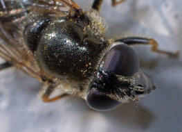 Cheilosia caerulescens / Gänsedistel-Erzschwebfliege / Schwebfliegen - Syrphidae / Ordnung: Zweiflügler - Diptera / Fliegen - Brachycera