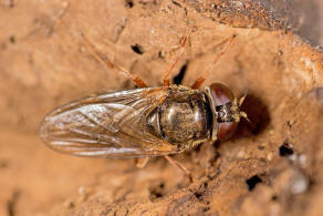 Cheilosia flavipes / Ohne deutschen Namen / Schwebfliegen - Syrphidae / Ordnung: Zweiflügler - Diptera / Fliegen - Brachycera