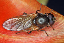 Cheilosia ranunculi / Hahnenfuß-Erzschwebfliege / Syrphidae - Schwebfliegen