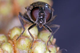Cheilosia ranunculi / Hahnenfuß-Erzschwebfliege / Syrphidae - Schwebfliegen