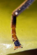 Cheilosia ranunculi / Hahnenfuß-Erzschwebfliege (Vordertarse) / Syrphidae - Schwebfliegen