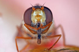 Epistrophella euchroma (syn. Epistrophe euchroma) / Ohne deutschen Namen / Schwebfliegen - Syrphidae / Ordnung: Diptera - Zweiflügler