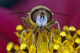 Eristalis arbustorum / Kleine Keilfleckschwebfliege / Schwebfliegen - Syrphidae / Ordnung: Zweiflügler - Diptera / Fliegen - Brachycera