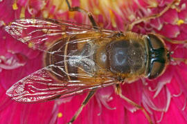 Eristalis pertinax / Gemeine Keilfleckschwebfliege / Schwebfliegen - Syrphidae / Ordnung: Zweiflügler - Diptera / Fliegen - Brachycera