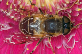 Eristalis pertinax / Gemeine Keilfleckschwebfliege / Schwebfliegen - Syrphidae / Ordnung: Zweiflügler - Diptera / Fliegen - Brachycera