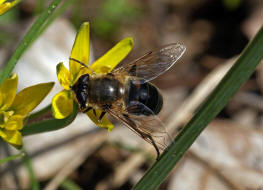 Eristalis tenax / Scheinbienen-Keilfleckschwebfliege / Mistbiene / Zweiflügler - Diptera - Schwebfliegen - Syrphidae