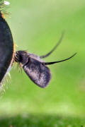 Eumerus funeralis (syn. Eumerus tuberculatus) / Kleine Zwiebelschwebfliege / Schwebfliegen - Syrphidae / Ordnung: Zweiflügler - Diptera / Fliegen - Brachycera